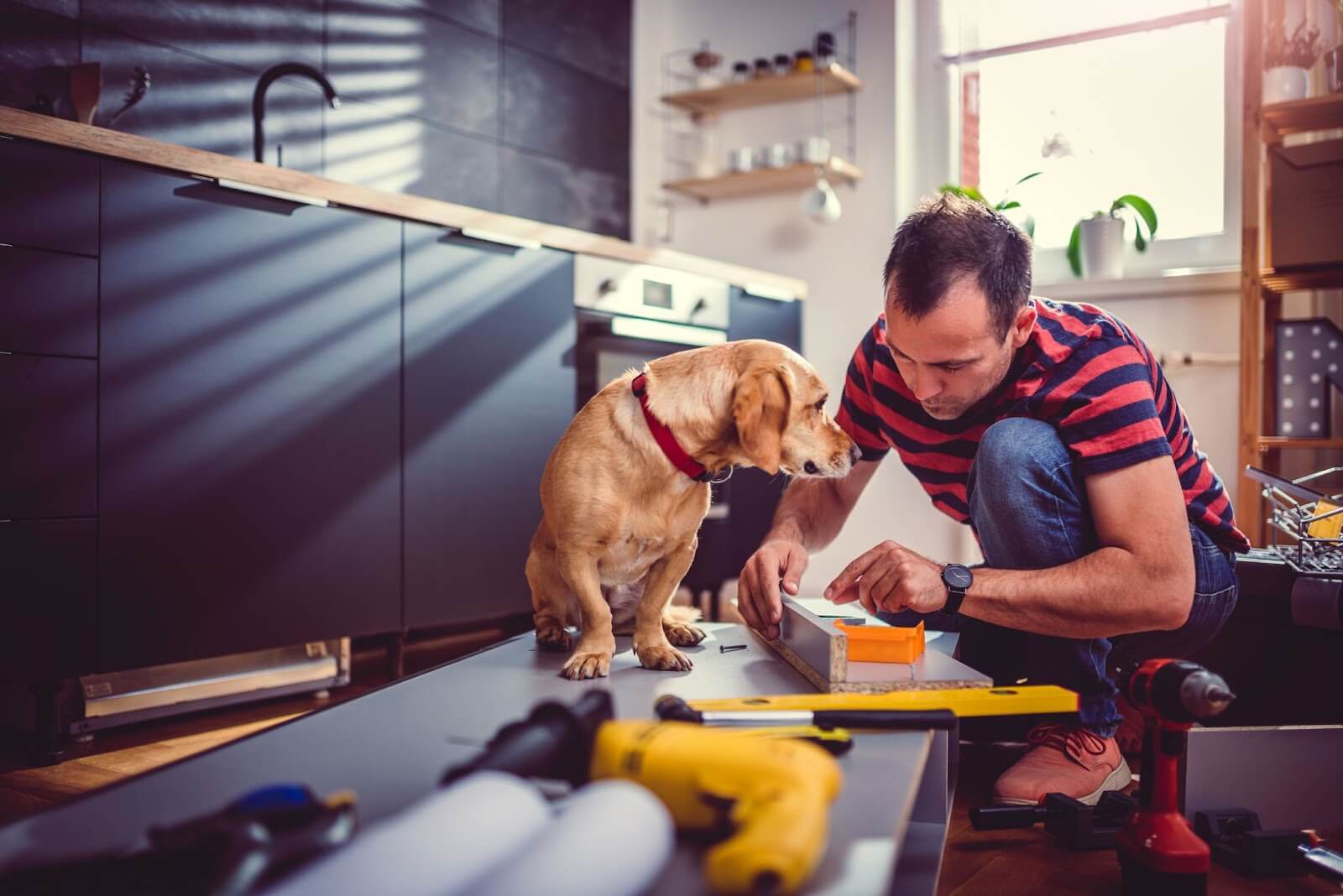 A man grooming a dog in a kitchen during cabinet installation